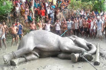 হুঁশ ফিরেছে হাতিটির