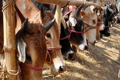 কোরবানির পশুর হাটে থাকবে এক হাজার মেডিকেল টিম