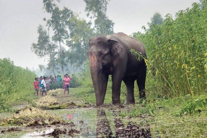 অসুস্থ হয়ে শুয়ে পড়েছে 'বঙ্গ বাহাদুর'