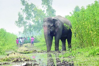 মারা গেল 'বঙ্গ বাহাদুর'