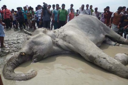 বঙ্গ বাহাদুরের মৃত্যুতে শোকের মাতম, এলাকাবাসীর বিক্ষোভ