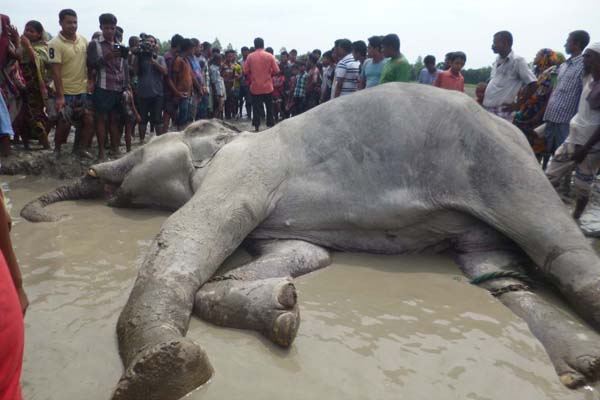 হাতি মারা যাওয়ায় কোটি টাকা ক্ষতিপূরণ দাবি