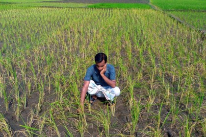 ঠাকুরগাঁওয়ে খরায় আমন চাষ ব্যাহত