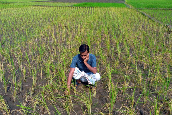 ঠাকুরগাঁওয়ে খরায় আমন চাষ ব্যাহত