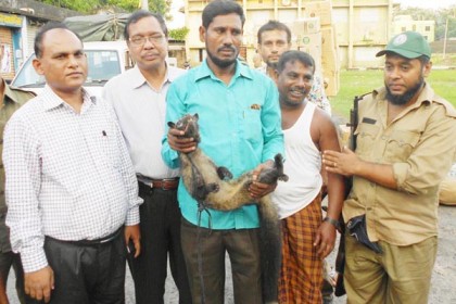 সুন্দরবনে বিলুপ্ত প্রজাতির খাটাশ অবমুক্ত