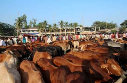 সীমান্ত থেকে পশুর হাট সরাতে বিএসএফের আর্জি