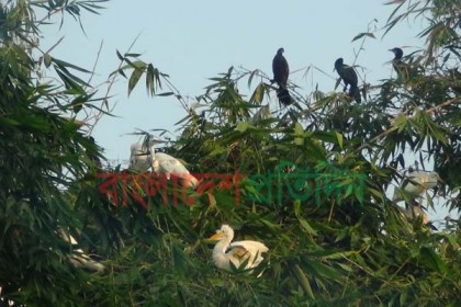 পাখিদের গ্রাম 'পাখিনাগা'