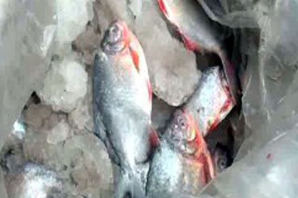কলাপাড়ায় ৩০ কেজি মানুষখেকো পিরানহা মাছ জব্দ

