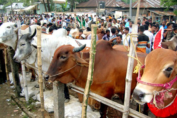 বরিশাল মহানগরীতে এ বছর বাড়ছে অস্থায়ী পশুর হাট
