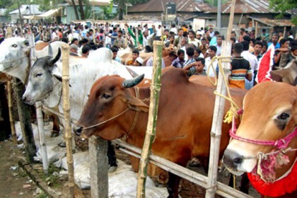 বরিশাল মহানগরীতে এ বছর বাড়ছে অস্থায়ী পশুর হাট
