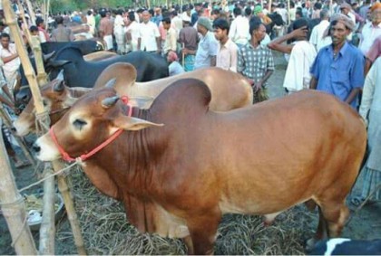 চট্টগ্রামে পশুর অবৈধ হাটের বিরুদ্ধে হার্ডলাইনে প্রশাসন