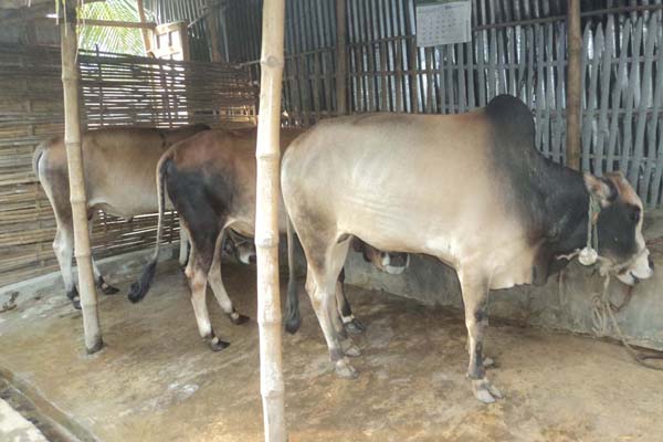 গরু মোটা-তাজা করে স্বচ্ছল আদিবাসী পরিবার