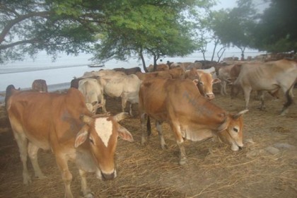 শাহপরীর দ্বীপ করিডোরে পশু আসছে কম

