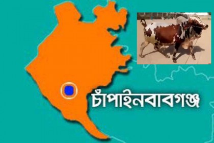 সীমান্তে কড়াকড়ি : কোরবানিতে পশু সংকটের আশঙ্কা