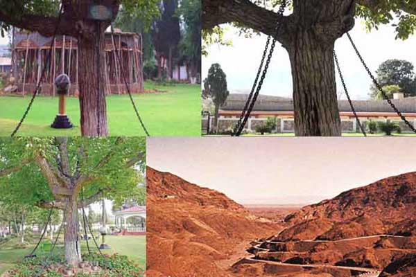 ১১৮ বছর ধরে শিকলবন্দী যে বটগাছ