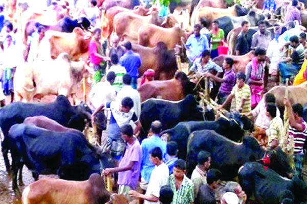 কীভাবে বুঝবেন আপনি এখন পশুর হাটে