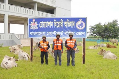 বাগেরহাটে ৩১ ভারতীয় গরু আটক