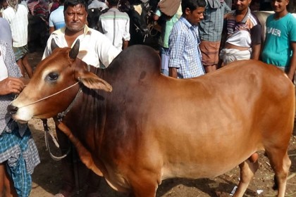 বগুড়ায় বেড়েছে দেশি গরুর চাহিদা