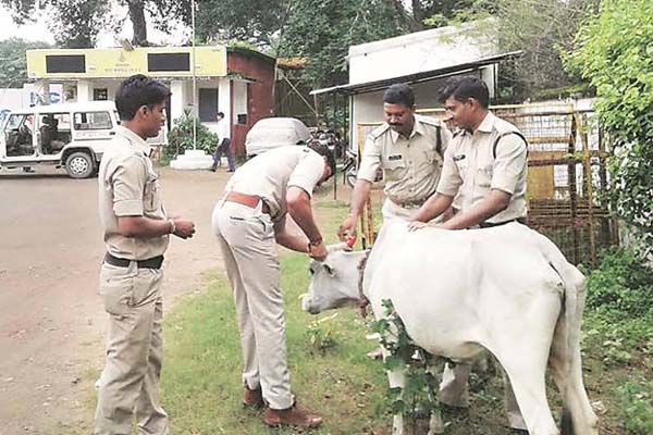 গরুর মাংস ঠেকাতে ভারতে বিরিয়ানি পরীক্ষা!