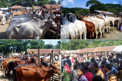 জমে উঠেছে শত বছরের প্রাচীন কসবা গরুর হাট