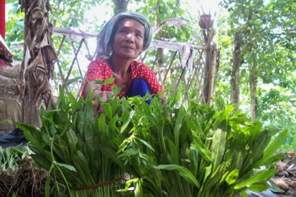 পাহাড়ে বিলাতি ধনিয়ার ব্যাপক চাষ