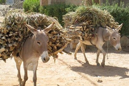 গাধা রপ্তানি নিষিদ্ধ করল নাইজার