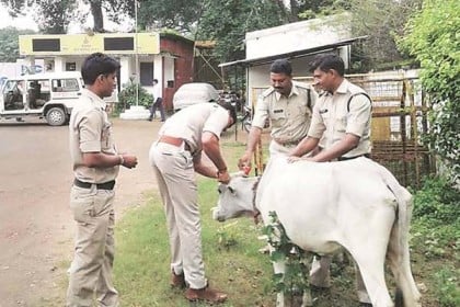 গরুর মাংস ঠেকাতে ভারতে বিরিয়ানি পরীক্ষা!
