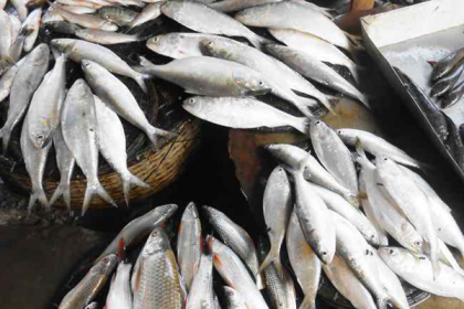 রায়পুরে মেঘনায় ধরা পড়ছে প্রচুর ইলিশ

