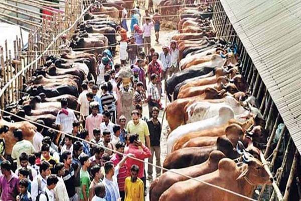 যে তিন কারণে এবার পশুর দাম থাকবে সাধ্যের মধ্যেই
