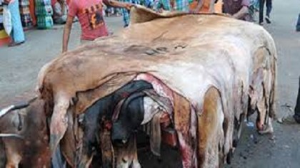 পুঁজি সংকটে সিরাজগঞ্জের চামড়া ব্যবসায়ীরা