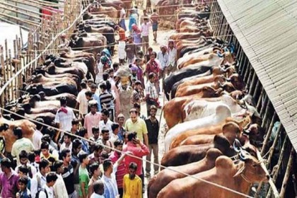 যে তিন কারণে এবার পশুর দাম থাকবে সাধ্যের মধ্যেই
