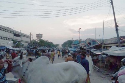 টঙ্গীতে সড়কের ওপর পশুর হাট
