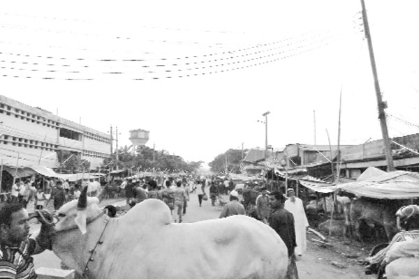 টঙ্গীতে সড়কের ওপর পশুর হাট, চলাচলে দুর্ভোগ