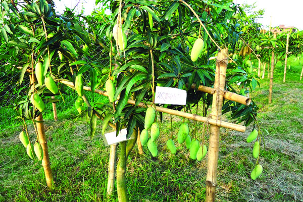 ফলদ বৃক্ষের জীবন্ত জাদুঘর