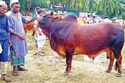 পাঁচ লাখ টাকায় বাংলাদেশে মেসি!
