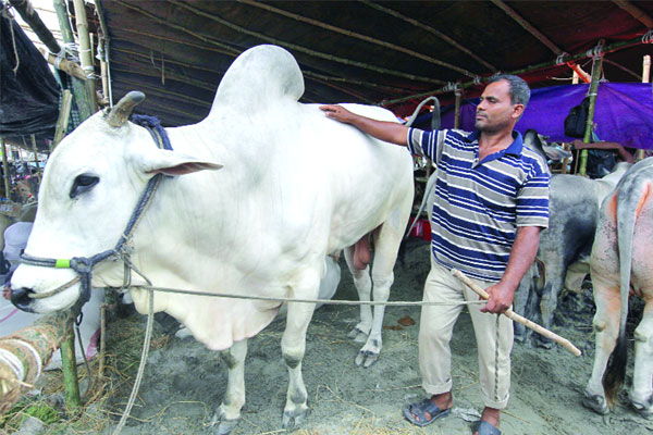 কোরবানির পশু নির্বাচনে সতর্কতা