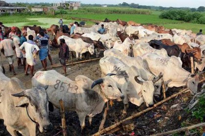 হঠাৎ ভারতীয় গরুতে সয়লাব রাজশাহী