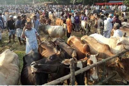 দিনাজপুরে গরুর হাটে দালালদের কাছে জিম্মি ক্রেতা-বিক্রেতারা 