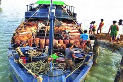 মিয়ানমার থেকে আসছে গরু-মহিষ