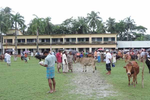 স্কুল-কলেজের মাঠে গুরু-ছাগলের হাট!
