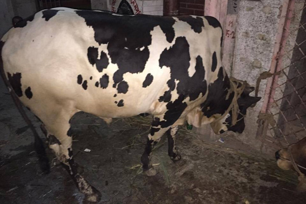 কোরবানির পশুর যত্ন