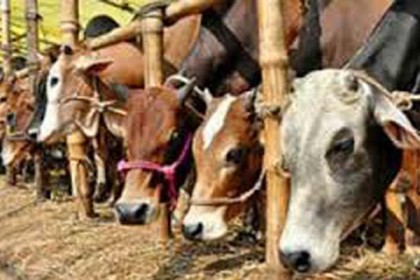 নওগাঁয় জমে উঠেছে কোরবানির পশুর হাট