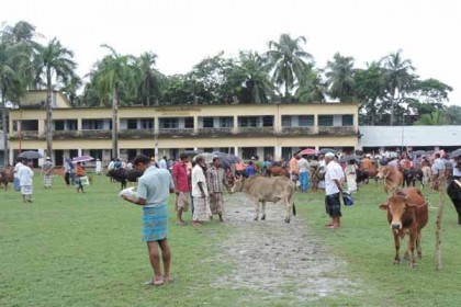 স্কুল-কলেজের মাঠে গুরু-ছাগলের হাট!