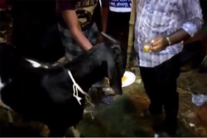 ঢাকায় ছাগল কিনলে গরু ফ্রি!