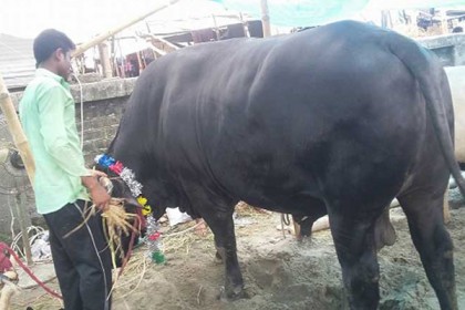 কমলাপুর হাটে 'কালো হাতি'র দাম ১৫ লাখ!