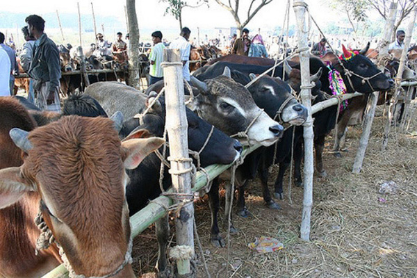 হাটে পর্যাপ্ত গরু, তবুও কমছে না দাম