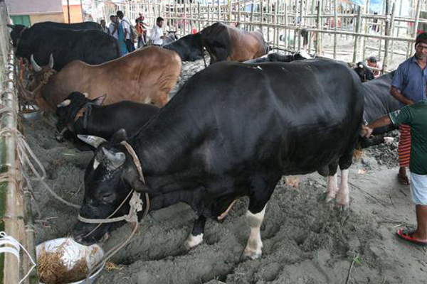 হঠাৎ কমে গেল গরুর দাম, বেপারীদের হা-হুতাশ