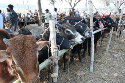 হাটে পর্যাপ্ত গরু, তবুও কমছে না দাম