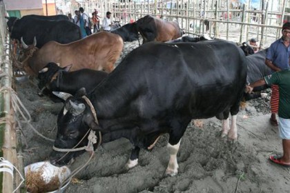 হঠাৎ কমে গেল গরুর দাম, বেপারীদের হা-হুতাশ