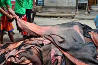 সিলেটের মৌসুমী চামড়া ব্যবসায়ীদের মাথায় হাত